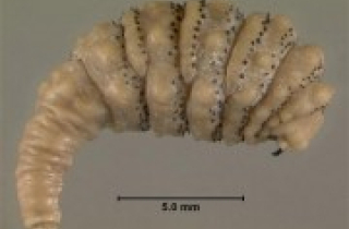 Bí ẩn những quái vật ký sinh ăn thịt người rùng rợn