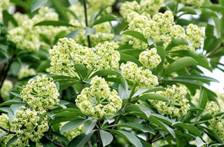 Ngửi mùi hoa sữa ảnh hưởng đến sức khỏe như thế nào?