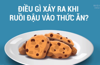 Điều gì xảy ra khi ruồi bám vào thức ăn?