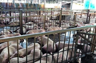 Lợn tiêm thuốc an thần: Còn tảng băng chìm?