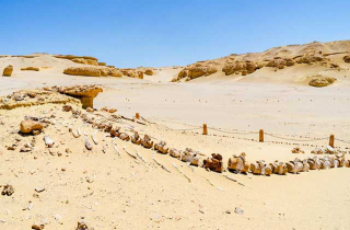 Bí ẩn thung lũng cá voi kỳ lạ giữa sa mạc khô cằn