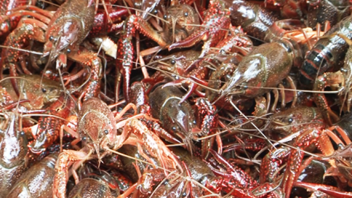 Hai loài tôm ngoại lai bị cấm tại Việt Nam