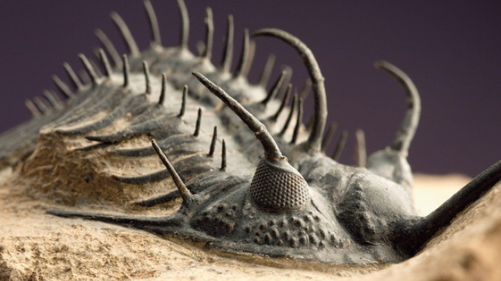 Đại hủy diệt khủng khiếp nhất lịch sử Trái Đất: Khoa học không thể lý giải