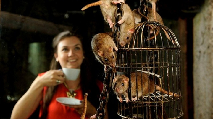 Phát hoảng với quán cafe toàn chuột cống
