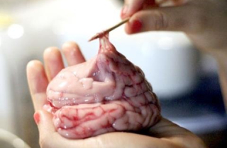 Cân nhắc kỹ trước khi ăn bộ phận này của lợn