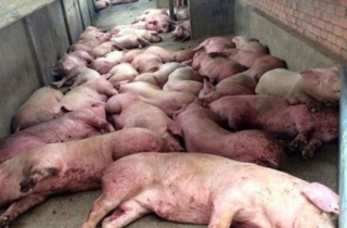 Ăn thịt lợn mắc dịch tả Châu Phi có dính bệnh?