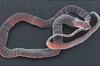 Trứng sán trở thành sán dây trong cơ thể người thế nào?