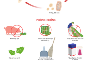 Vòng đời ấu trùng thành sán lợn ký sinh cơ thể người