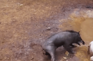 Video: Cảnh chó đại chiến lợn rừng đến chết ở Indonesia