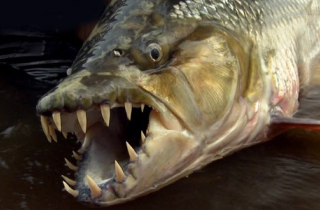 Cá hổ khổng lồ - hung thần ăn thịt trên sông Congo