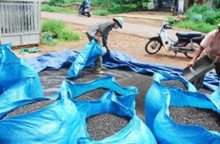 Hồ tiêu lại bị thương lái Trung Quốc lừa đau...