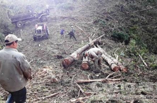 Phá rừng thông trồng mắc ca: Vì... kinh tế?