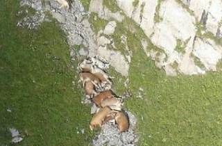 Bí ẩn hàng loạt vụ động vật tự tìm đến cái chết