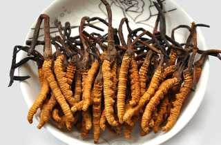 Đông trùng hạ thảo, vị thuốc quý hiếm giá nghìn USD