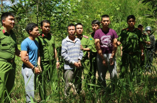 Khoan lỗ 20 cm rồi đổ thuốc diệt cỏ hạ độc 3.500 cây thông ở Lâm Đồng