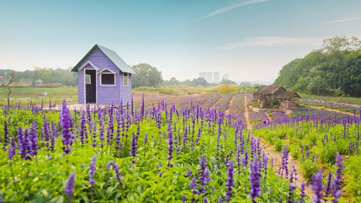 Ngất lịm với cánh đồng hoa nữ hoàng xanh giữa lòng Thủ đô