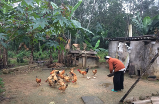Đôi bồ câu già của tôi