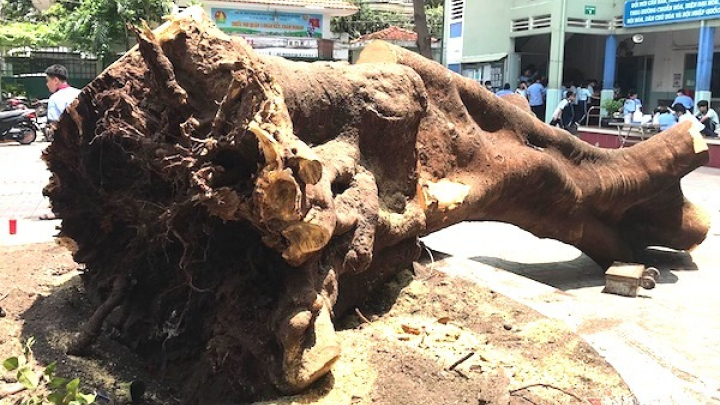 Nỗi buồn hoa phượng và sứ mệnh của giáo dục