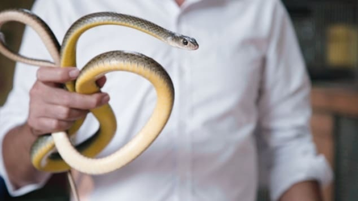 CNN gợi ý trải nghiệm ăn thịt rắn cho khách đến Hà Nội