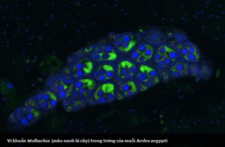 Thí điểm thả muỗi Wolbachia trên diện rộng để diệt muỗi sốt xuất huyết