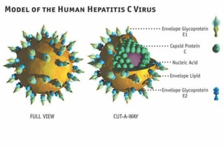 Ba điều ít người biết về viêm gan siêu vi C
