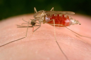 Sốt rét kháng thuốc từ Campuchia lan sang Việt Nam