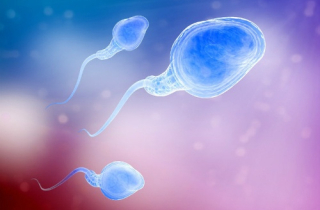 Tinh dịch là \'bể chứa virus\'