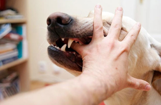 Hai lần mổ để tạo hình vành tai bị chó cắn cho bé trai Hà Nội