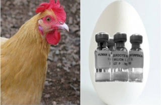 Chuyện thật như đùa: Gà đẻ ra thuốc ở Nhật