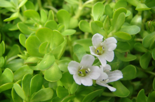 Loại rau rừng đắt hơn thịt, cực tốt được nhiều người tìm mua