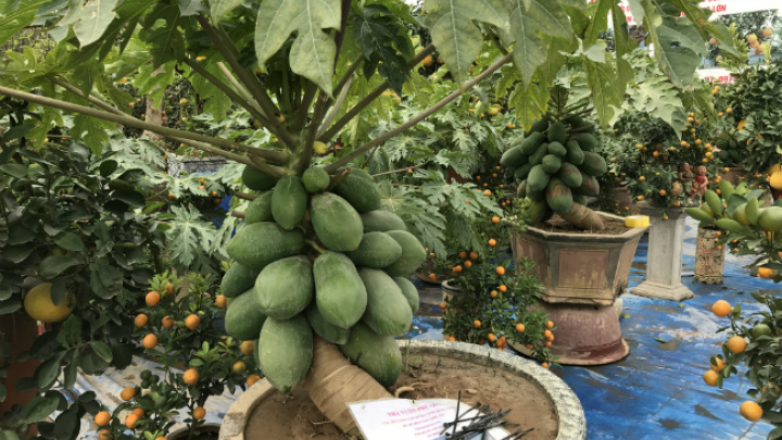 Chi cả nghìn đô để sở hữu cây đếm quả ra tiền về trưng Tết