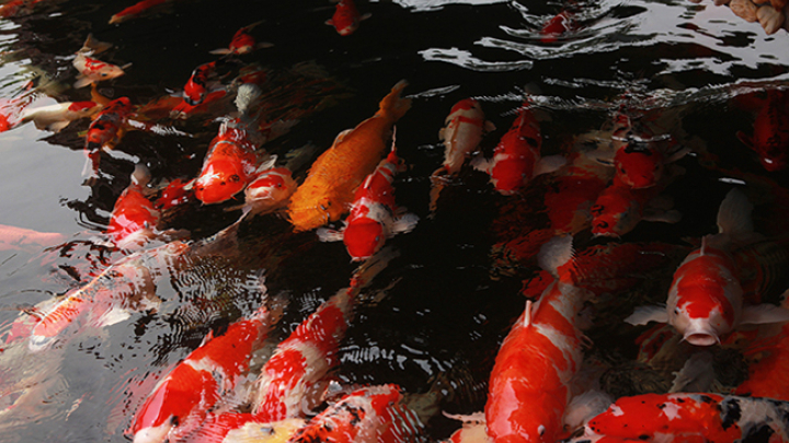 Đại gia Thái Nguyên sang tận Nhật Bản sắm đàn cá bạc tỷ về chơi