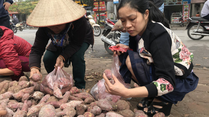 Người Hà Nội tiêu thụ hàng trăm tấn khoai lang Nhật chỉ trong vài ngày