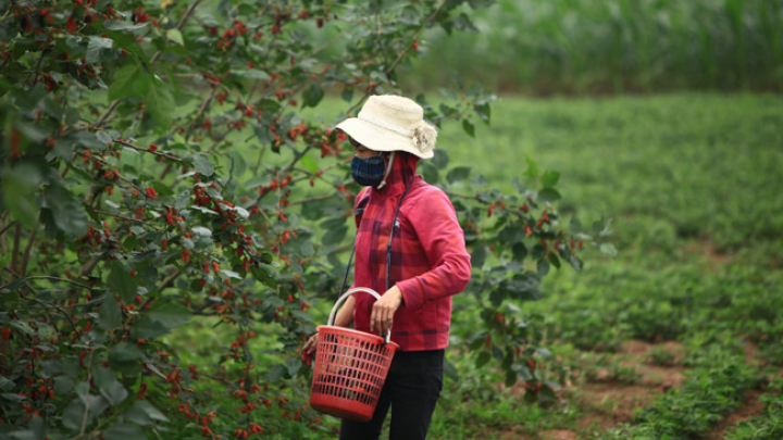 Cùng loại cây, trồng lấy lá vất vả ít tiền, chuyển trồng lấy quả kiếm bộn tiền