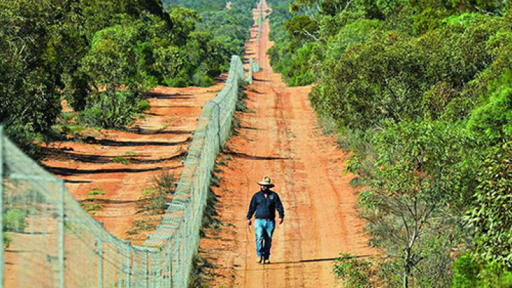 Australia xây hàng rào dài nhất thế giới để ngăn mèo