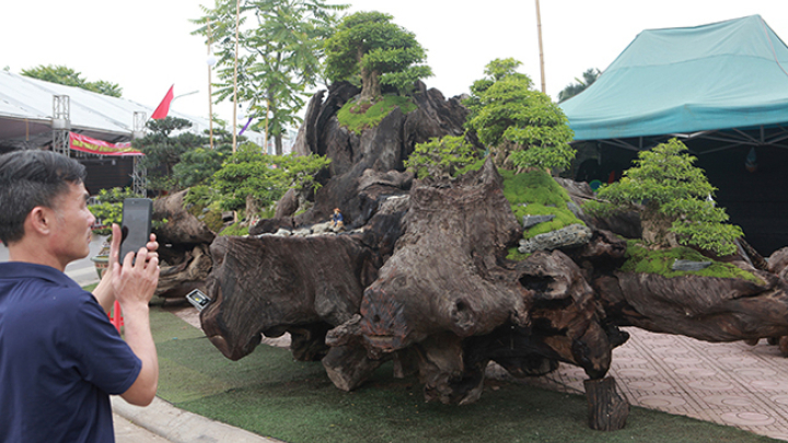 Cho mai chiếu thủy nở hoa trắng tinh trên khúc gỗ đen sì, chủ nhân ra giá tiền tỷ