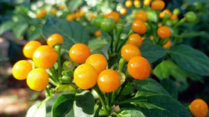 Loại quả bé như hạt đậu, mọc hoang tưởng vô giá trị ai ngờ... hơn nửa tỷ/kg