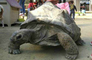 Rùa khổng lồ hai lần \'vượt ngục\' ở sở thú Nhật Bản