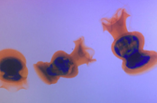 Máy soi phát hiện 40.000 viên hồng phiến giấu trong lộc bình