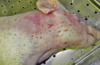 Ăn thịt lợn mắc dịch tả châu Phi có sao?