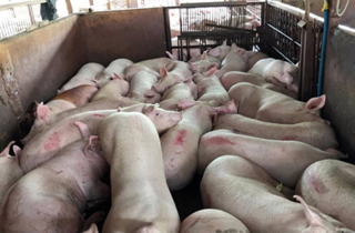 Dịch tả lợn châu Phi có khả năng lây sang người hay không?