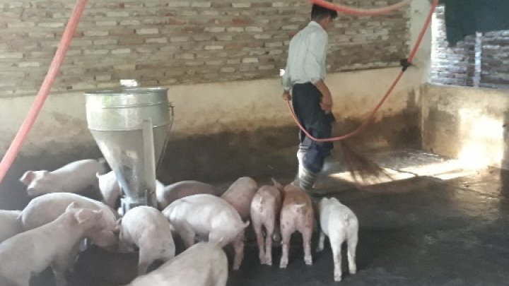 Cử nhân bỏ phố về quê nuôi lợn, trồng cây làm giàu