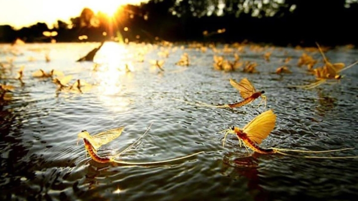Săn 'lộc trời' ở sông Hồng vài tiếng, bán nửa triệu đồng mỗi kg