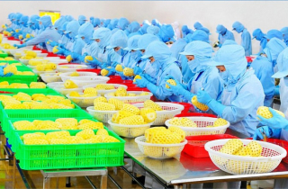 Thị trường Trung Quốc tăng nhập khẩu rau quả chế biến từ Việt Nam