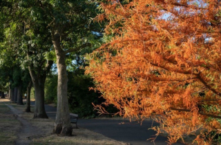 ‘Mùa thu giả’ ở Anh, cây cối tự rụng lá để sinh tồn
