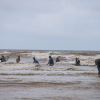 Ảnh: Người Hà Tĩnh đổ xô ra biển vớt sò lông sau mưa bão