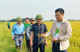 Tổng kết Mô hình cánh đồng mẫu lớn sản xuất lúa chất lượng cao sử dụng phân bón NPK Phú Mỹ trong vụ Xuân năm 2023