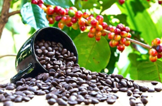 Giá cà phê tăng cao kỷ lục, đạt 124.000 đồng/kg