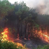 Cháy rừng gia tăng – vì sao?