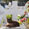 Tây Ban Nha lần đầu tiên mở nghĩa trang công cộng cho thú cưng